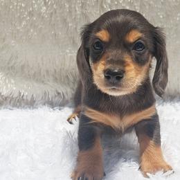 2300..Lilly dapple - Dapple female Dachshund puppy in Winter Haven, Florida from Gateway 2 Little Paws