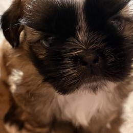 Boy 2 - Sable and white male Shih Tzu puppy in Kingsland, Georgia from Shih-tzu Dynasty