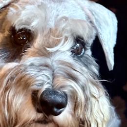 Lily - Miniature Schnauzer