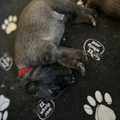 Belgian Tervuren Puppies from Moonlight Tervuren
