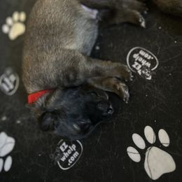 Belgian Tervuren Puppies from Moonlight Tervuren