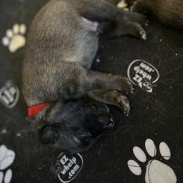 Belgian Tervuren Puppies from Moonlight Tervuren