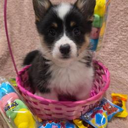Fancy - Black and tan female Pembroke Welsh Corgi puppy in Clever, Missouri from Creme De La Creme Corgis