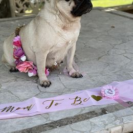 Lola - Pug