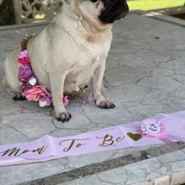 Lola - Pug