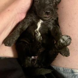 Bedlington Terrier Puppies from Snowcap Bedlingtons