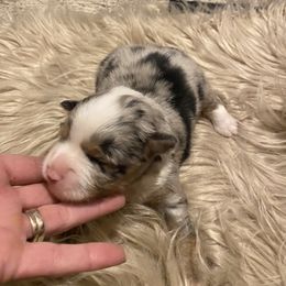 Toy Australian Shepherd Puppies from MN Pomme De Terre Aussies
