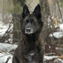 Taz “Fuzz” - Dutch Shepherd
