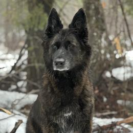 Taz “Fuzz” - Dutch Shepherd