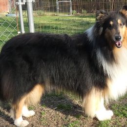 BJ - Collie