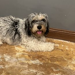 Annabell - Cockapoo