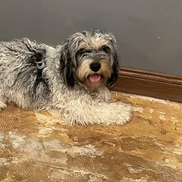 Annabell - Cockapoo