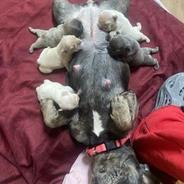 French Bulldog Puppies from Barters kennel