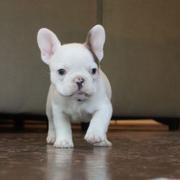 French Bulldog Puppies from Novastar French Bulldogs