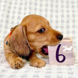 Chase Wire Hair AKC - Red male Dachshund puppy in South Easton, Massachusetts from Depot Dachsies
