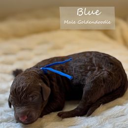 Blue - Chocolate male Goldendoodle puppy in Snohomish, Washington from Doodles of Snohomish