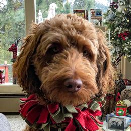 Jojo - Goldendoodle