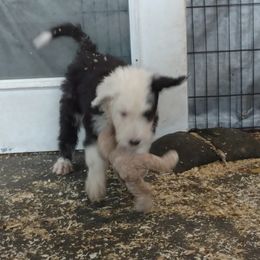 Old English Sheepdog Puppies from Sapphire Eyes Sheepdogs