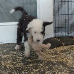 Old English Sheepdog Puppies from Sapphire Eyes Sheepdogs