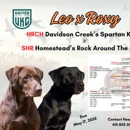 Labrador Retriever puppies from Cane Creek Labradors