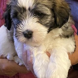 Havanese and Labrador Retriever Puppies from Hudson Valley Labradors and Havanese of Claverack
