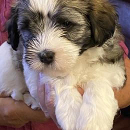 Havanese and Labrador Retriever Puppies from Hudson Valley Labradors and Havanese of Claverack