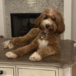 Daisy Grace - Goldendoodle