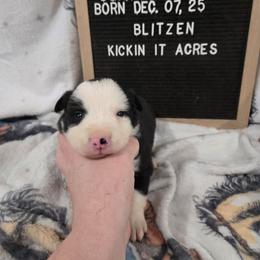 Blitzen - Black male Border Collie puppy in Chariton, Iowa from Kickin It Acres BCs