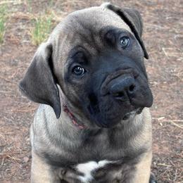 Ruby-Multi Pink Collar - Brown female Boerboel puppy in Pearce, Arizona from Desert Stronghold Boerboels