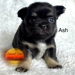 Chihuahua Puppies from Sunset Eves Chihuahuas