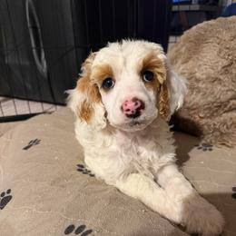 Pearl - Parti female Poodle puppy in Stilwell, Oklahoma from LR&R Dog Co.