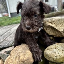 Boy 2 - Liver male Miniature Schnauzer puppy in Dunlap, Tennessee from Beards of Glory