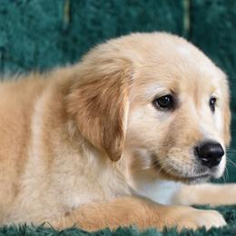 Sundae (Green Collar Boy) - Light golden male Golden Retriever puppy in Peoria, Arizona from Dani’s Dawgs