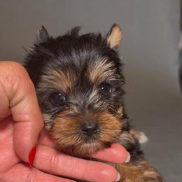 Lonny - Black and tan female Yorkshire Terrier puppy in San Diego, California from BC Breeders Association