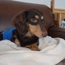 Foster - Dachshund