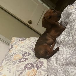 Brownie - Dachshund