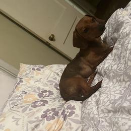 Brownie - Dachshund