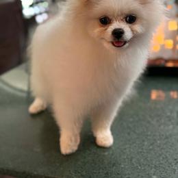 CC - White female Pomeranian puppy in Kingwood, Texas from Treasured Jewels Pomeranians