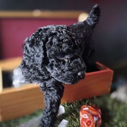 Onyx - Black male Poodle puppy in Pinedale, Wyoming from Courey's Poodles