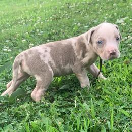 Brown collar male - Blue merle male Catahoula Leopard Dog puppy in Gadsden, Alabama from Rich Cat’s
