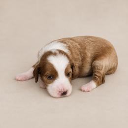 Monica - Red  female Goldendoodle puppy in Floyd, Virginia from Hearts and Paws Poodles and Doodles