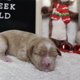 Cockapoo Puppies from Darling Doodles