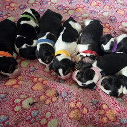 Beagle Puppies from Tracker sky beagles
