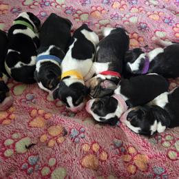 Beagle Puppies from Tracker sky beagles