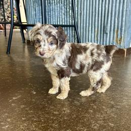 Glimmer - Red merle female Miniature Australian Shepherd puppy in Edgar Springs, Missouri from Scott’s Aussies LLC