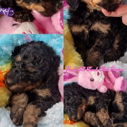 Poodle Puppies from Majestic Royalty Poodles