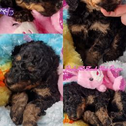 Poodle Puppies from Majestic Royalty Poodles
