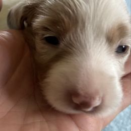 Longhair girl - Dapple female Dachshund puppy in Great Falls, Montana from Dawn's designerDachshunds