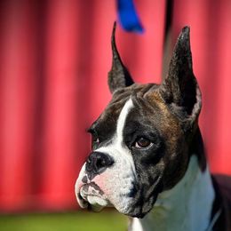 Boxers, Chow Chow, Doberman Pinschers, and Parson Russell Terriers from SouthFork Ranch