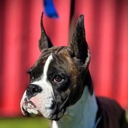 Boxers, Chow Chow, Doberman Pinschers, and Parson Russell Terriers from SouthFork Ranch